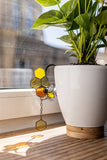 Potted plant with a decorative sun catcher on a wooden surface.