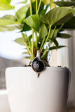 Snail Stained Glass Pot Plant Decor