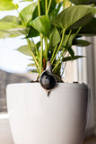 Snail Stained Glass Pot Plant Decor