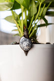 Snail Stained Glass Pot Plant Decor