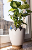 Snail Stained Glass Pot Plant Decor