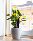 Potted plant on a windowsill with a blurred background