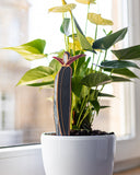 Potted plant with a decorative figure inside, placed on a windowsill.