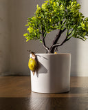 White ceramic pot with a small plant and decorative snail on a wooden surface