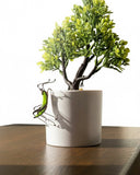 Small potted plant on a wooden surface with a white background