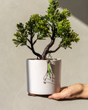 Grasshopper Stained Glass Pot Plant Decor