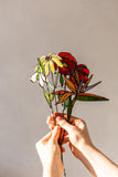 Real Glass Red Poppies Planter