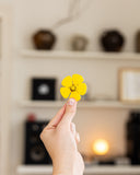 A hand holding a small yellow flower in front of a softly blurred indoor background with shelves and decor.