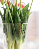 Grasshopper Stained Glass Pot Plant Decor