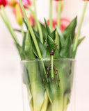 Grasshopper Stained Glass Pot Plant Decor