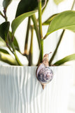 Snail Plant Pot Clip