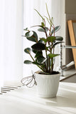 Monarch Butterfly Pot Hugger