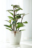  Whimsical Garden Decor Dragonfly Pot Clip