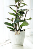Real Glass Art White Butterfly Plant Clip 