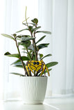 Cute Spider Plant Stake Decor