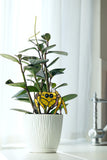 Cute Spider Plant Stake Decor